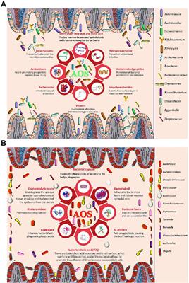 An exploration of alginate oligosaccharides modulating intestinal inflammatory networks via gut microbiota